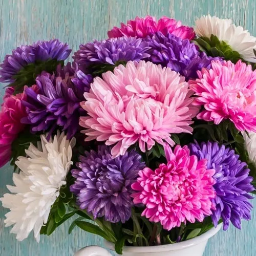 Crego Giant Mix Aster Seeds