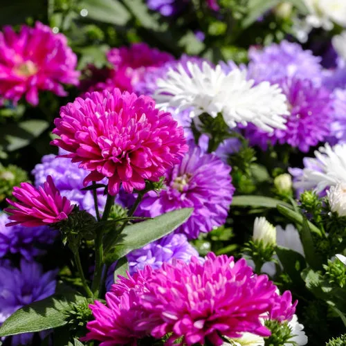 Powderpuff Mix Aster Seeds